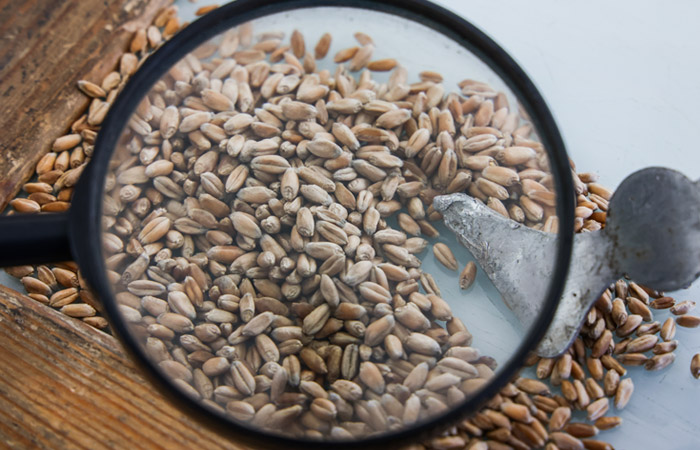 Экспортная пошлина на пшеницу из РФ с 23 марта повысится до $86,4 за т