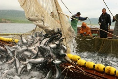 Камчатка с начала года экспортировала почти 16 тыс. тонн рыбной продукции