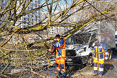 Сильный ветер повалил в Москве полсотни деревьев
