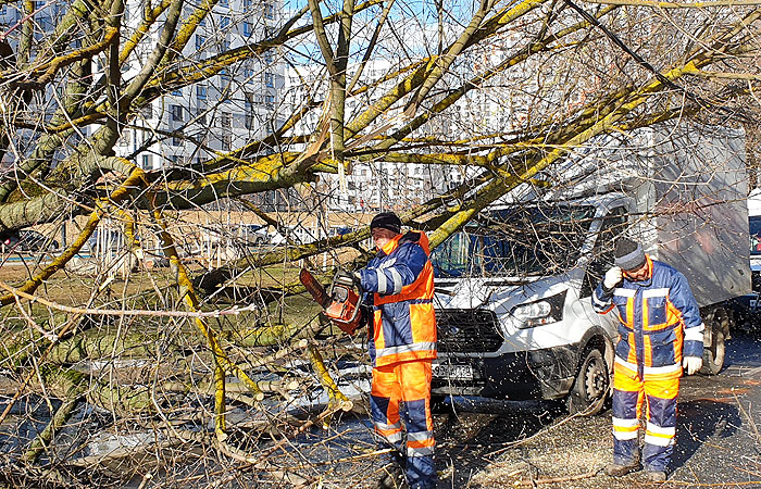 Сильный ветер повалил в Москве полсотни деревьев