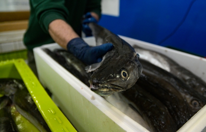 Российские рыбаки с начала года увеличили вылов минтая до 824 тысяч тонн