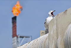 Exxon оценила убыток от планируемого выхода из "Сахалина-1" в $3,4 млрд