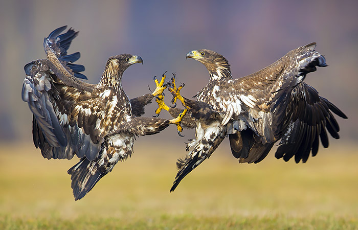 Что произошло в мире науки. Вечерний дайджест