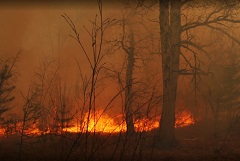 Пять лесных пожаров зафиксированы в Новосибирской области