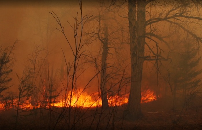 Пять лесных пожаров зафиксированы в Новосибирской области