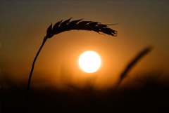 Урожай пшеницы в России в этому году может достичь рекордного уровня