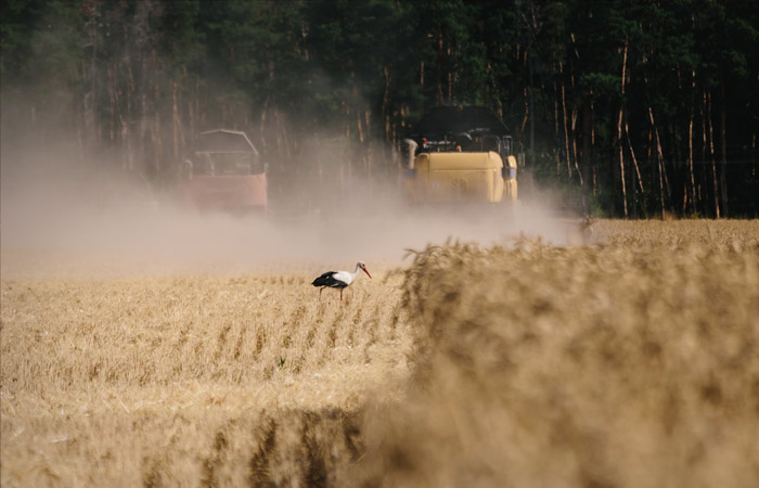 Украина за две декады мая экспортировала зерна в 3 раза меньше, чем год назад