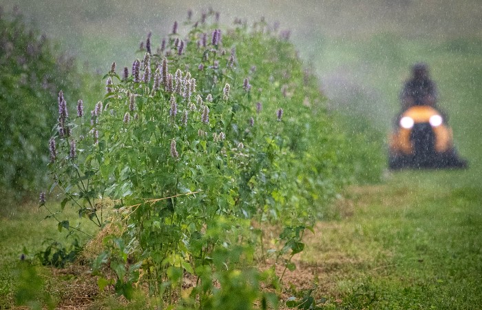 Часть российских производителей органики могут остаться без зарубежных сертификатов