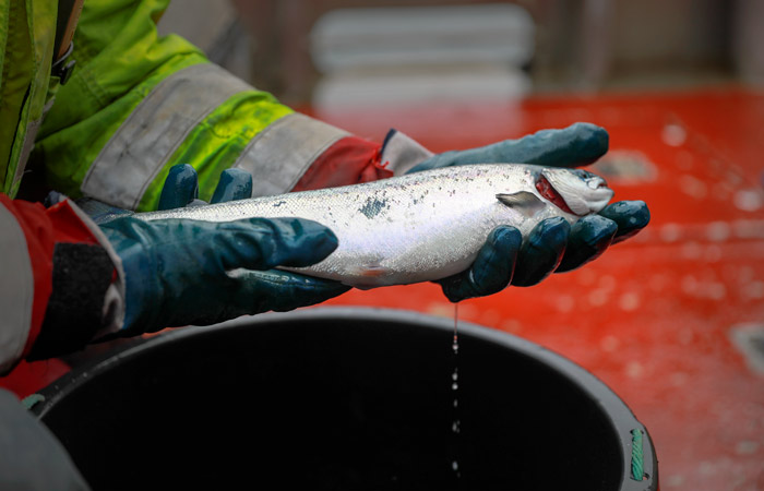Эксперты заявили об уязвимости аквакультуры на фоне зависимости от импорта комбикормов