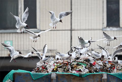 Тарифы на вывоз мусора до конца года могут вырасти примерно на 5%