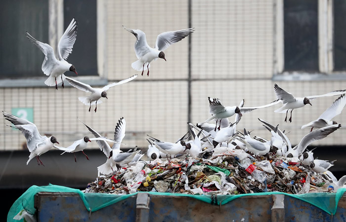 Тарифы на вывоз мусора до конца года могут вырасти примерно на 5%