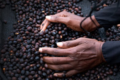 Эксперт допустил снижение цен на кофе на 12% благодаря погоде в Южной Америке