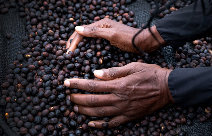 Эксперт допустил снижение цен на кофе на 12% благодаря погоде в Южной Америке