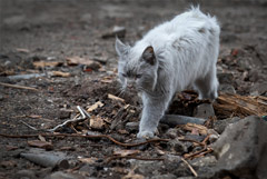 Силуанов заявил, что на спецоперацию требуются огромные финансовые ресурсы