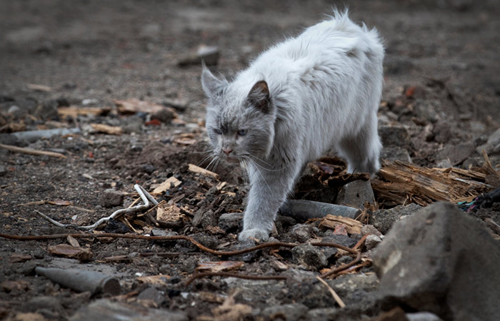 Силуанов заявил, что на спецоперацию требуются огромные финансовые ресурсы