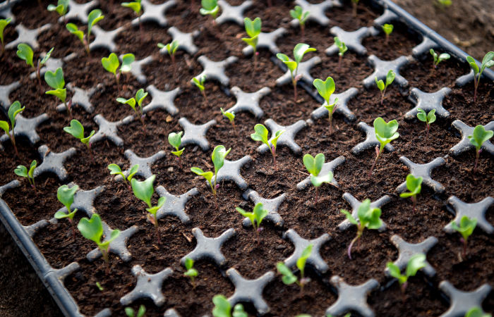 Россия сможет обеспечить себя собственными семенами не раньше 2024 года