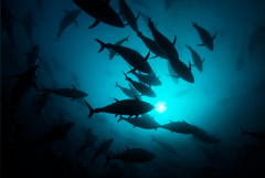 РФ приостановила соглашение с Японией о промысле морских живых ресурсов