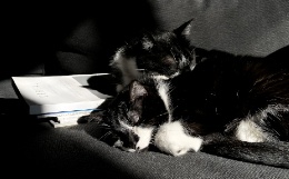 В Думе опровергли разработку законопроекта о налоге на домашних животных