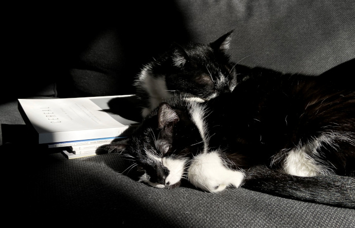 В Думе опровергли разработку законопроекта о налоге на домашних животных