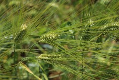 На подконтрольной РФ части Запорожской области создан госфонд зерна