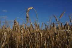 Министр сельского хозяйства США заявил, что украинское зерно лучше вывозить по морю
