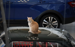 В Белоруссии предложили избавиться от доминирования на рынке страны автомобилей из РФ