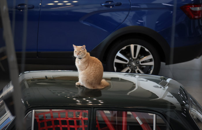 В Белоруссии предложили избавиться от доминирования на рынке страны автомобилей из РФ