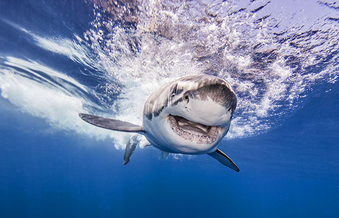 Что произошло в мире науки. Вечерний дайджест