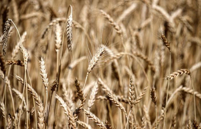 В Турции анонсировали создание координационного центра по вывозу украинского зерна