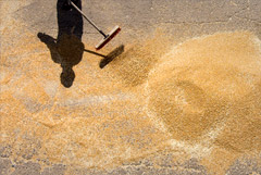 Минсельхоз сообщил о росте урожайности пшеницы почти на 24%