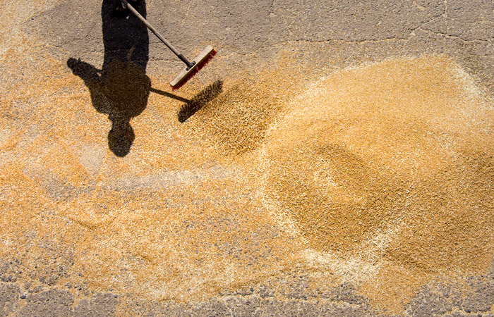 Минсельхоз сообщил о росте урожайности пшеницы почти на 24%