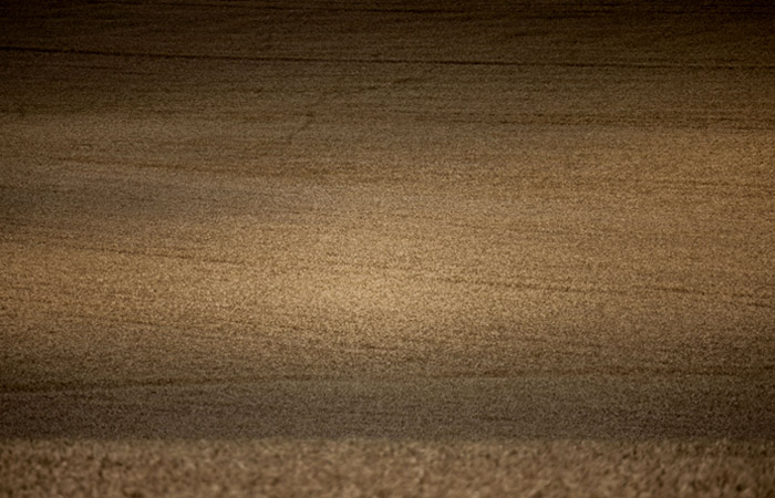 Египет не закупил американскую пшеницу на тендере GASC из-за цены