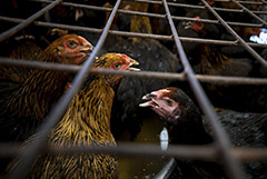 РФ с начала года увеличила экспорт мяса птицы вдвое, говядины – на 40%