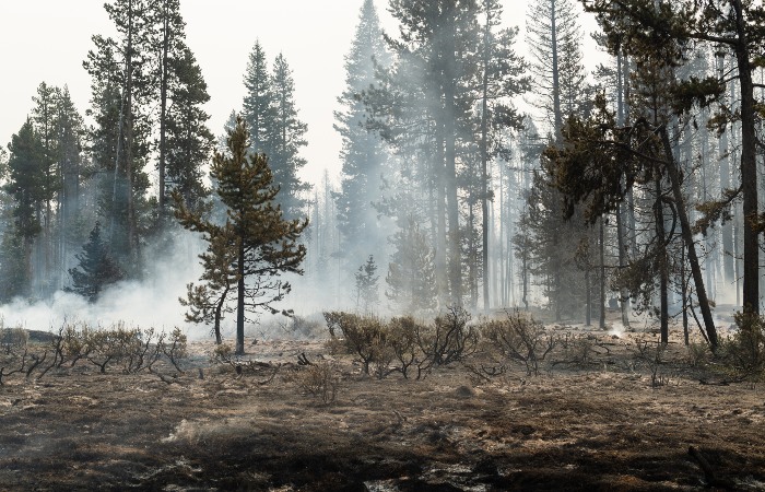 В США два пилота погибли в результате крушения вертолета при тушении лесного пожара