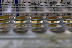 Двое пациентов скончались вследствие заражения оспой обезьян в Испании