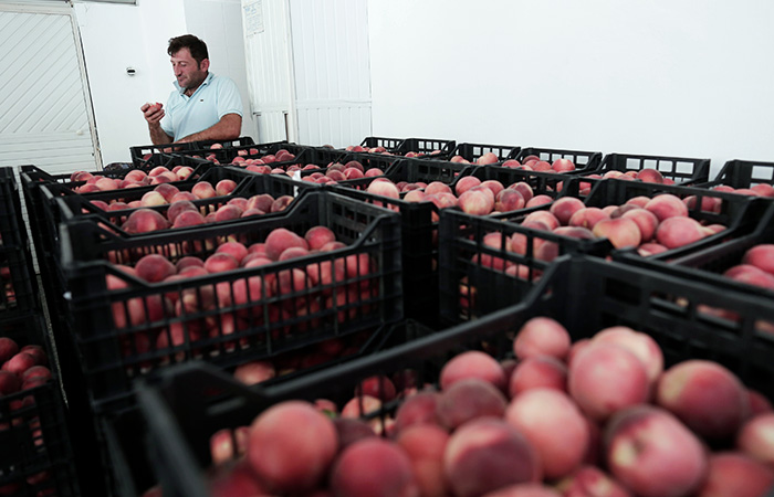 Россельхознадзор отрицает политическую подоплеку в запрете молдавского импорта