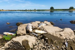 Власти Польши обещали 1 млн злотых за данные о виновниках загрязнения Одры