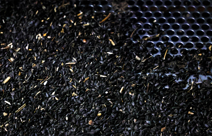 В РФ не будут продлевать запрет на экспорт подсолнечника после 31 августа