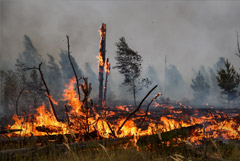 Режим ЧС введен в зоне природного пожара в Нижегородской области
