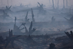 Торфяной пожар локализован во Владимирской области