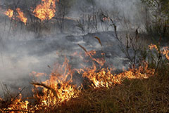 Минприроды РФ назвало поджоги причиной части пожаров в ЦФО
