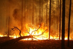 Григоренко сообщил о локализации лесных пожаров в Рязанской области