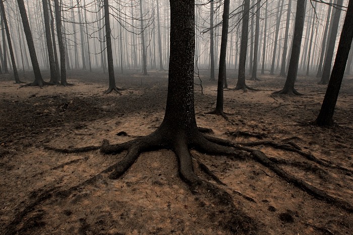 В Ростовской области локализовали крупный лесной пожар