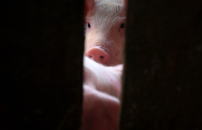 РФ в этом году может обновить рекорд по производству свинины