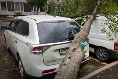 В Москве из-за ветра повалены около сотни деревьев, повреждены десятки машин