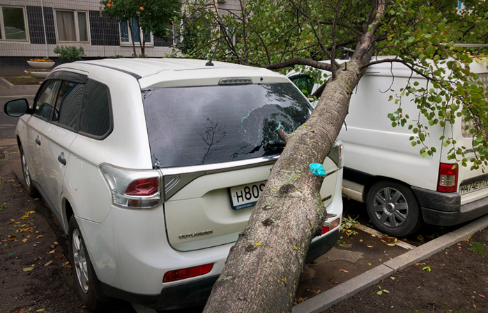 В Москве из-за ветра повалены около сотни деревьев, повреждены десятки машин