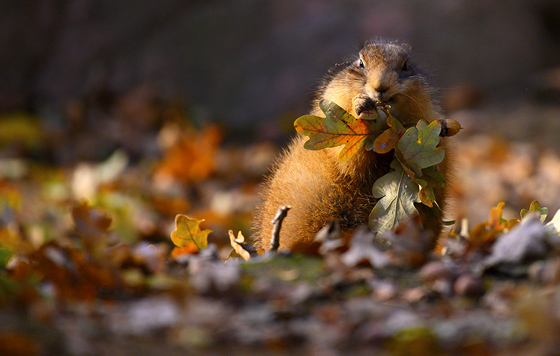 Лучшие фото недели