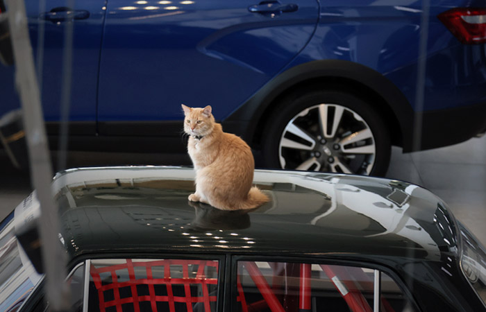 "АвтоВАЗ" предложил расширить программу льготных автокредитов на пенсионеров и военных