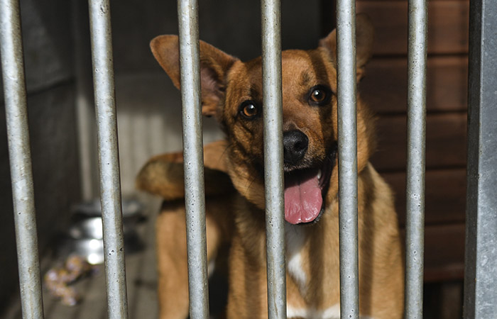 В департаменте ЖКХ связали планы переноса кожуховского приюта с созданием технопарка