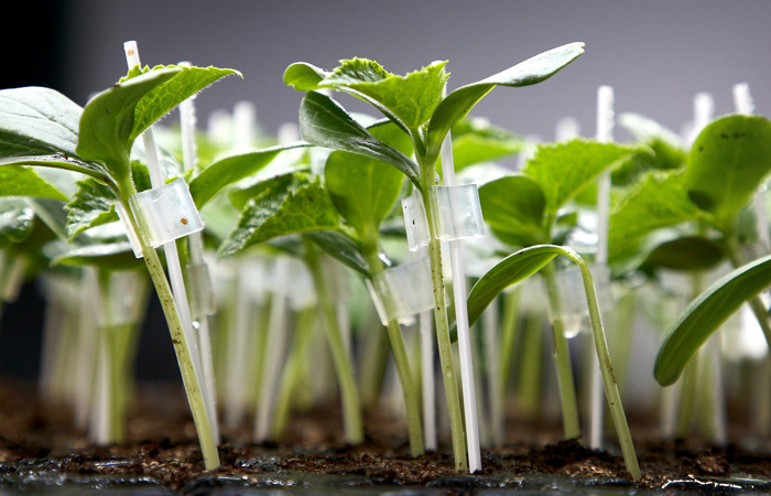 В кабмине РФ не планируют ограничивать ввоз саженцев в страну